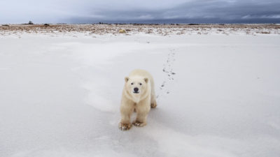 曼尼托巴省丘吉尔（Churchill）外的一只北极熊，位于动物的年度移民路线上。