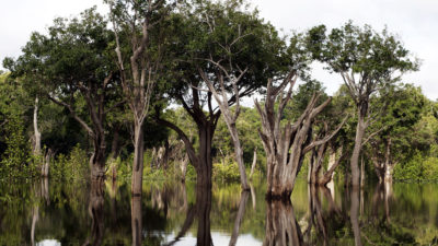 湿地森林在茨巴纳，巴西。