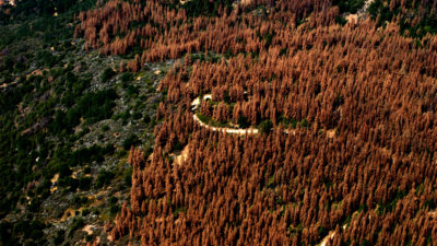 2016年8月，加利福尼亚森林中的枯树。