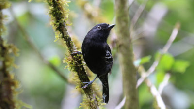 变量的反股是秘鲁安第斯山脉Cerro de Pantiacola山脊上不再发现的四只鸟物种中的一种。