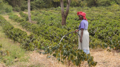 一个农夫水咖啡树苗乞力马扎罗山斜坡上的。