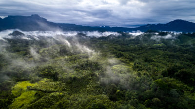 印度尼西亚西卡利曼丹市的Ribangkadeng村的森林土地。