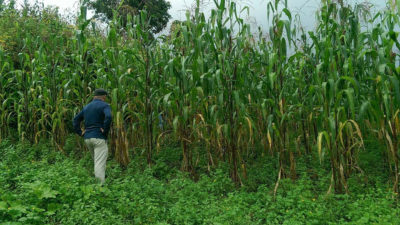 一位墨西哥科学家检查了墨西哥瓦哈卡附近的Olotón玉米领域。