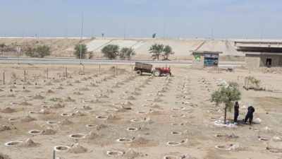 巴基斯坦开伯尔·帕赫图赫瓦省的100亿棵树海啸项目的种植园遗址。