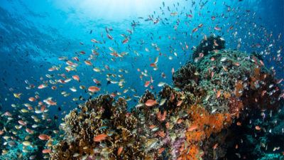 珊瑚礁附近巴厘岛印度尼西亚岛附近。