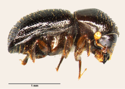 一只母多晶射击孔钻孔器（PSHB）甲虫。
