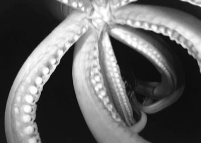 一只巨型鱿鱼在2012年被摄像机捕获。