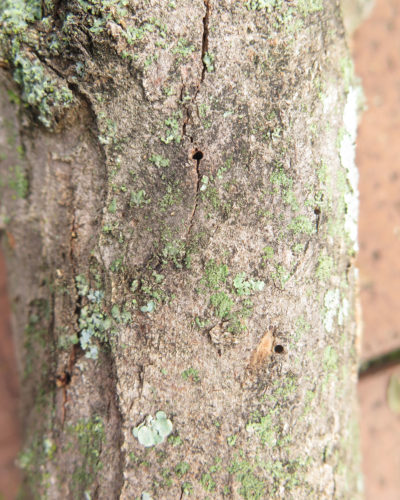 在南非约翰内斯堡的一棵中国枫树上，用多食性的射孔钻孔。
