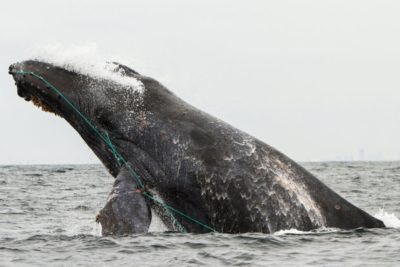 一条座头鲸跃出水面时，渔具上的绳子缠住了它。