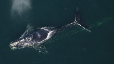 一条北大西洋右鲸在佛罗里达州代托纳海滩海岸附近的渔具中纠结。