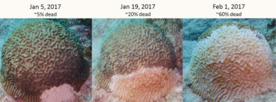 石质珊瑚组织损失疾病迅速发展，一旦感染了珊瑚，就只需要数周的时间才能严重损害。