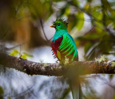 在La Amistad国家公园的云南森林中的Quetzal。