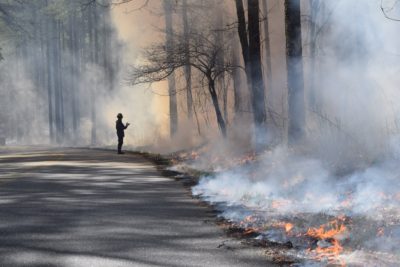 三月份，由马里兰州东部的自然保护协会进行的受控烧伤。