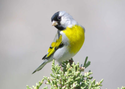 每年春天，大约80%的劳伦斯金雀都会在加州中央山谷迁徙。
