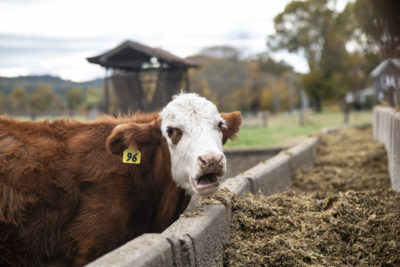 马萨诸塞州迪尔菲尔德（Deerfields）的一个农场的一头母牛。目前，农业占全球温室气体排放的11％。