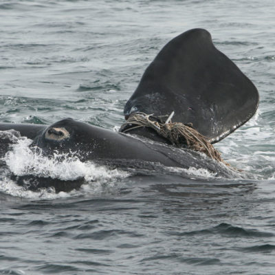 左：新英格兰水族馆科学家收集了Fundy湾右鲸的数据。右：与钓鱼线纠缠的鲸鱼，可能导致骨骼损伤，感染并最终死亡。