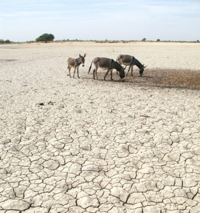 驴在马里尼日尔内河三角洲干燥的部分。
