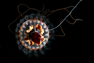 Atolla vanhoeffeni，一种生物发光的深海水母。