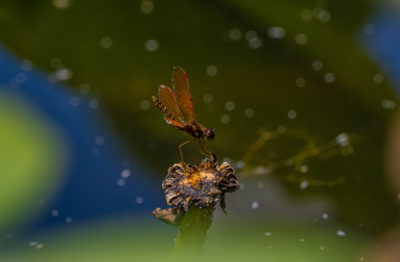 一只东部的琥珀色蜻蜓坐在库珀河的一个百合垫上。