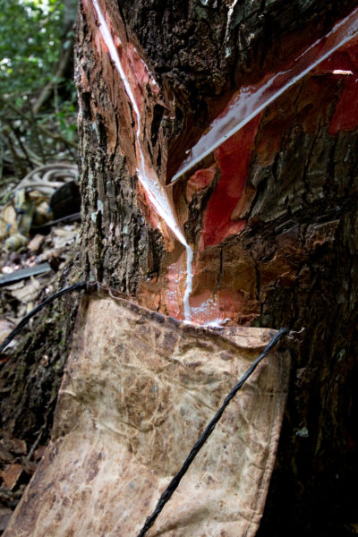 一名社区成员从森林租界的一棵sapodilla树上采摘树胶，用作天然口香糖。
