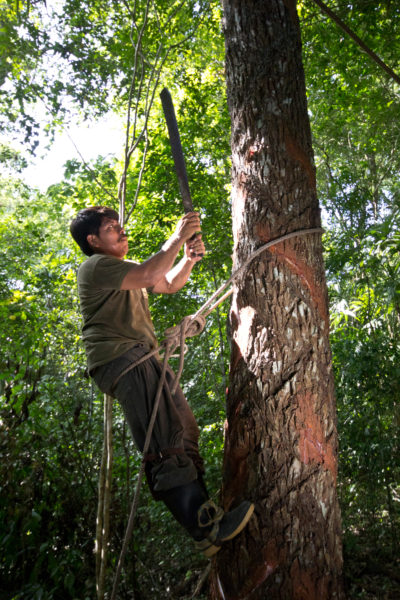 一名社区成员从森林租界的一棵sapodilla树上采摘树胶，用作天然口香糖。
