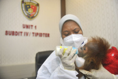 一名兽医照顾一个婴儿苏门答腊猩猩被非法贩卖。