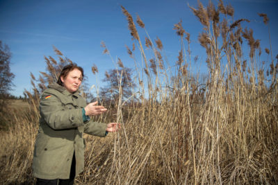 德国巴伐利亚州海尔布隆的农民伊莎贝拉·赫希(Isabella Hirsch)站在一片芦苇地里，她种植芦苇是为了增加她农场的生物多样性。188金博网注册就送188