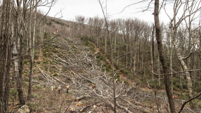 2018年，在弗吉尼亚州温特格林，工作人员砍伐树木，为大西洋海岸管道扫清道路。