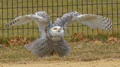 Asnowy owl in Central Park, New York on January 27, 2021.