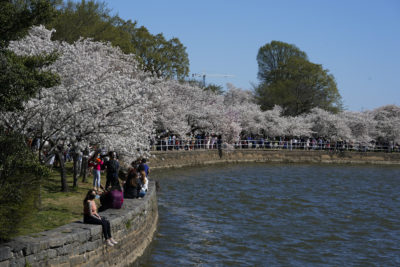 2021年3月30日，星期二，华盛顿潮汐盆地周围的樱花树正盛开。