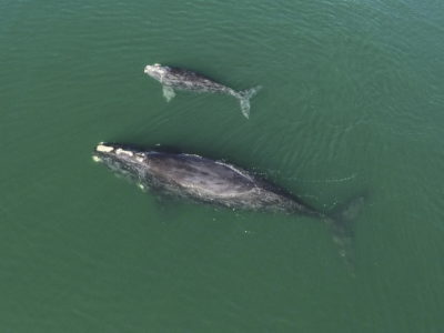 这张1月的照片显示了佐治亚州瓦索岛附近的水域的北大西洋右鲸鱼母亲和小牛。