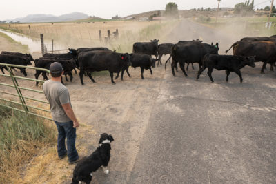 牧场主贾斯汀授予他的牛从干旱的放牧在克拉马斯福尔斯市,俄勒冈州7月。