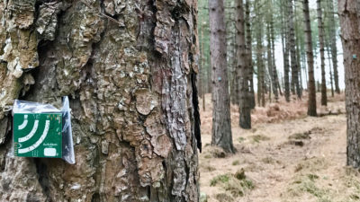 英国新森林国家公园的AudioMoth录音设备正在寻找新森林蝉的声音。