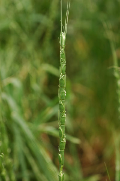 Aegilops Tauschii，一种原产于肥沃的新月的野生草，这对一些害虫和疾病耐药。