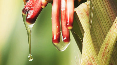 玉米品种Olotón具有空中根，可产生粘液状凝胶，可固定氮，这意味着它可以有效地施肥。