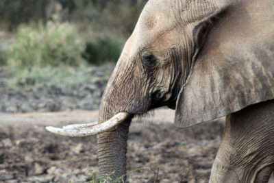 非洲大象（Loxodonta Africana）。