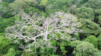 2010年9月干旱期间，巴西亚马逊雨林中的一棵枯树。