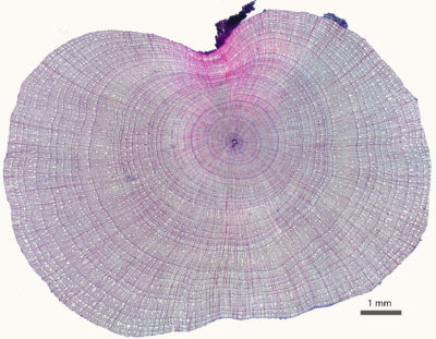 来自阿拉斯加的北极工具场附近的灌木的横截面显示出许多微小的生长环。