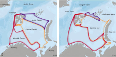 在巴伦支海，典型的大西洋鱼类物种，如鳕鱼，喙红鱼和长粗鳍鱼，已经转移到北部，取代了北极鱼类。