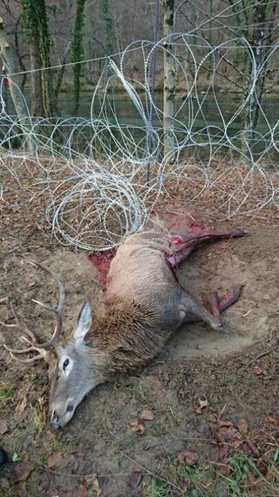 一只红鹿沿着斯洛文尼亚克罗地亚边界捕获了栅栏。