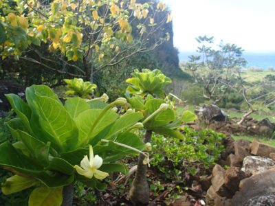 The plant known as cabbage-on-a-stick (Brighamia insignis) has been grown at Limahuli Garden & Preserve on Kauai, which is within the historic range of the species.