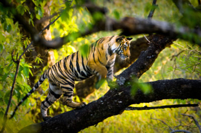 孟加拉虎在Bandhavgarh国家公园，印度。