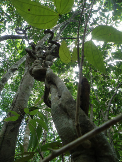 热带藤本植物，如紫荆花(上图)，正逐渐超过树木，减少雨林从大气中吸收的碳。