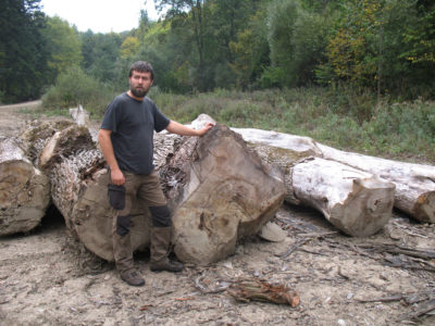 一个斯洛伐克保育人士检查砍伐Poloniny山毛榉树国家公园。