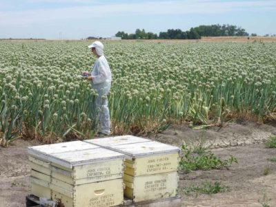 在加利福尼亚一个农场，蜜蜂被带入授粉洋葱作物。