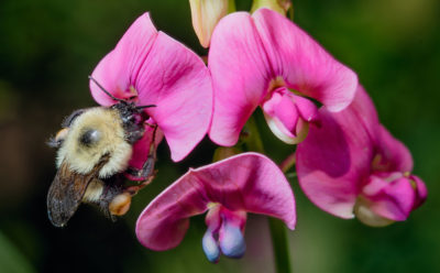 北美本土的大黄蜂种类，如熊蜂(Bombus凤仙花)已经减少了46%。