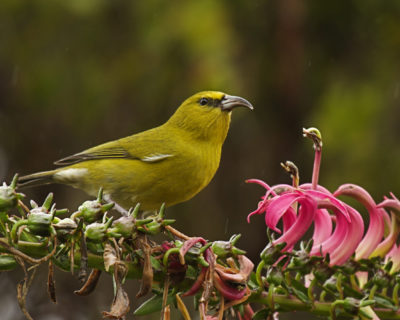 在2000年至2012年之间，这只鸟的人口在其核心领域下降了91％。考艾岛的Amakihi喂昆虫，花蜜和水果。
