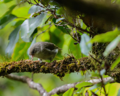秋菊也只在考艾岛上发现。研究人员估计，到2012年，这种鸟只剩下468只。像其他夏威夷蜜雀一样，幼年的“秋菊”和它们的父母待在一起长达18个月。
