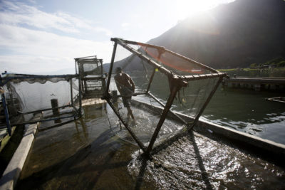 一名工人在托巴湖的Haranggaol拉着一个鱼笼。