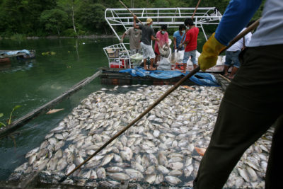 大量的鱼类死亡花了几天时间才得以清理。100多名多巴湖养鱼户失去了全部鱼类，损失了数千美元。